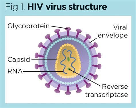 Ide Terbaru HIV Virus Structure