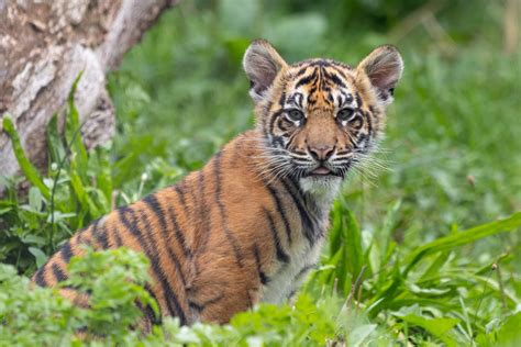 London Zoo names three new ‘critically endangered’ Sumatran tiger cubs ...