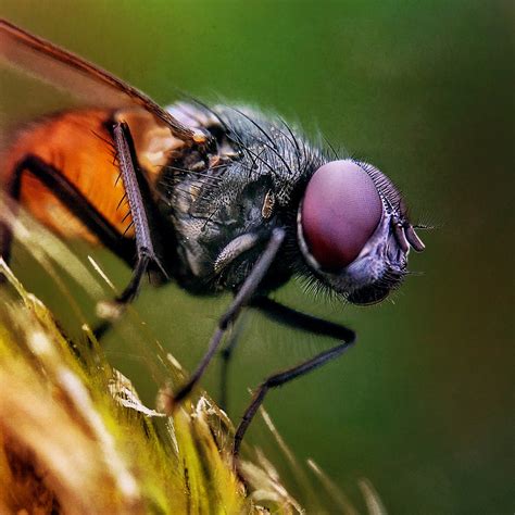 8 Tips For Incredible Insect Macro Photography On iPhone