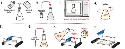 regain Ancient times news agarose gel electrophoresis protocol Now Ray Red