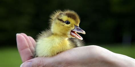 Firefighter Rescues Ducklings Using Cell Phone - Baby Farm Animals