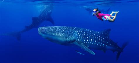 Top 18 Best Places for Diving & Swimming with Whale Sharks