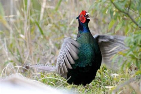 The National Bird of Japan | Pheasant | Japan City Tour