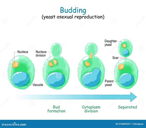 Budding. Asexual Reproduction of Yeast Cell Stock Vector - Illustration ...