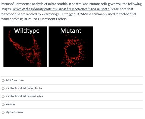 Solved Immunofluorescence analysis of mitochondria in | Chegg.com