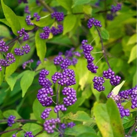 Purple Beautyberry Bush Seeds callicarpa Dichotoma 25seeds | Etsy in ...