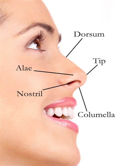 About Face: An Introduction to Rhinoplasty, or the Nose Job