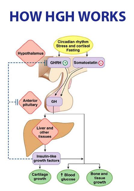 Growth Hormone (GH) Axis - Stepwards