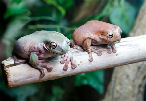 Basic Care: White's Tree Frog | Arizona Exotics | -Frogs Resources