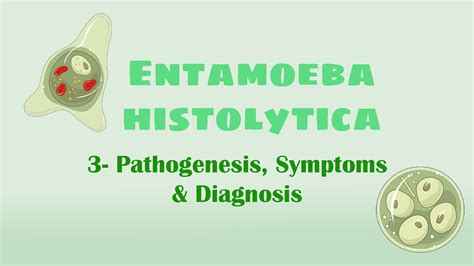 Entamoeba histolytica 3 (pathogenesis, symptoms, diagnosis) - YouTube