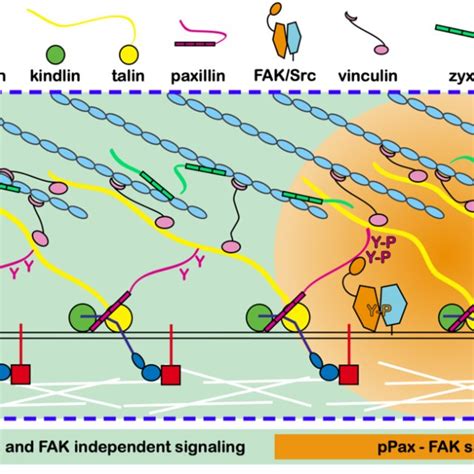 Analysis of inner organization of focal adhesions for paxillin and ...