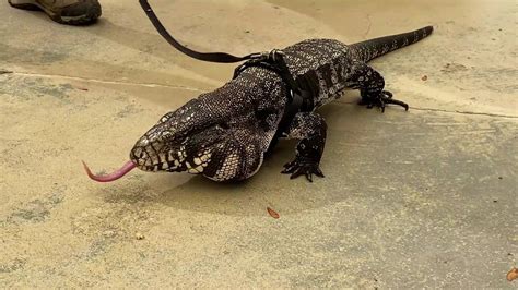 Homeowner in Georgia Finds 3ft Tegu Lizard Hiding Under Porch