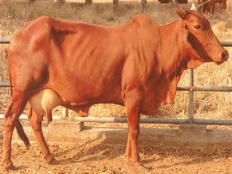 Red Sindhi Cow | Cattle, Breeds of cows, Cow