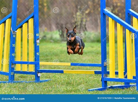 Miniature Pinscher on Agility Training Stock Image - Image of agility ...