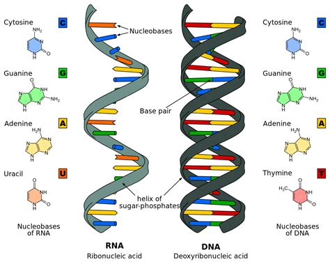 Difference Between Dna And Rna Structures