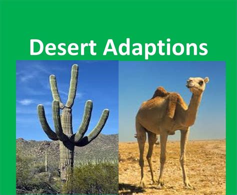 Desert Animals And Plants Adaptations – Idalias Salon