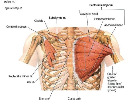 Muscles Of The Pectoral Region