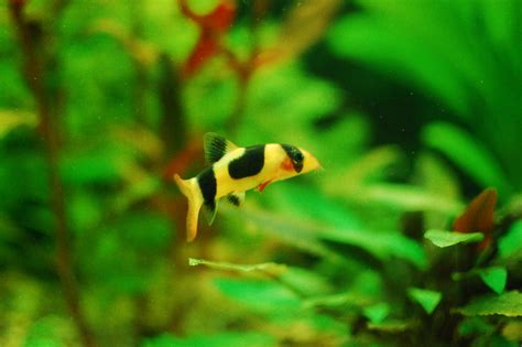 clown loach | Freshwater Aquarium Talk