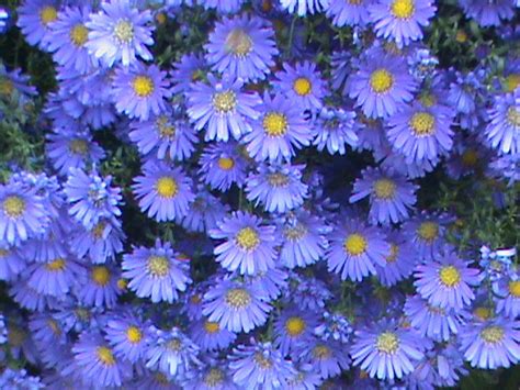 Mums Vs. Asters and How To Use Them in Your Landscape | HGTV