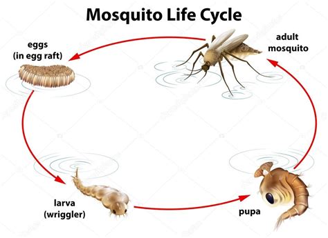 The life cycle of a mosquito — Stock Vector © blueringmedia #28029531