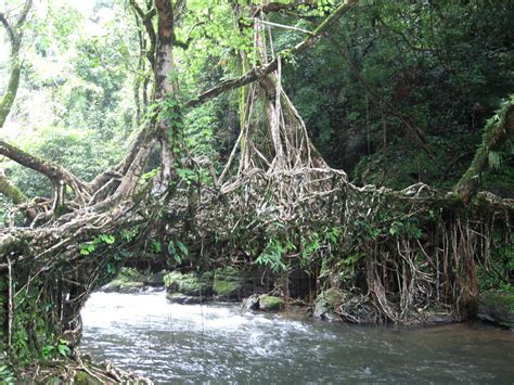 Living Root Bridge by sagnikarmakar on DeviantArt