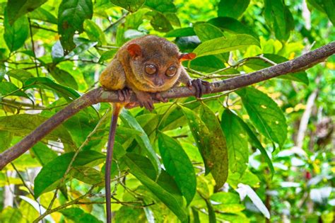 Philippine Tarsier