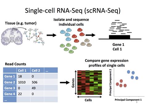 Top Benefits of Using the Technique of Single Cell RNA-Seq | RNA-Seq Blog