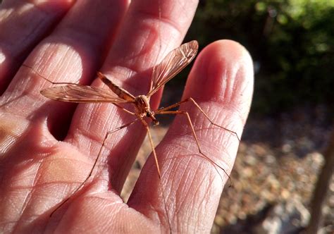 Giant Mosquito? Mosquito-Eater? Nope, It’s a Crane Fly! | News | San ...