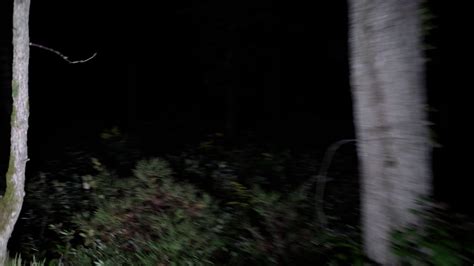 Walking At Night Through Scary Woods Stock Footage SBV-338961867 ...