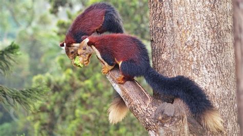 38+ Types of Squirrels - Field Guide (Names, Photos and More) - Outforia