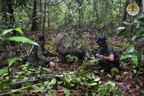 Birth of Sumatran rhino in Way Kambas National Park sets record with ...