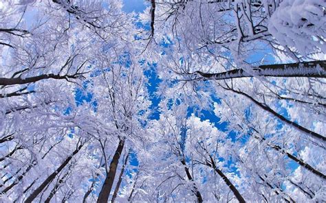 Snowy Trees Wallpapers - Wallpaper Cave