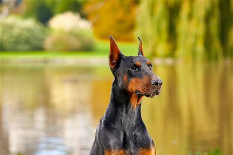 Doberman Protection Dogs for Sale - Chaperone k9