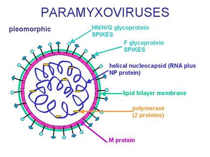 Virus Structure - Mumps virus