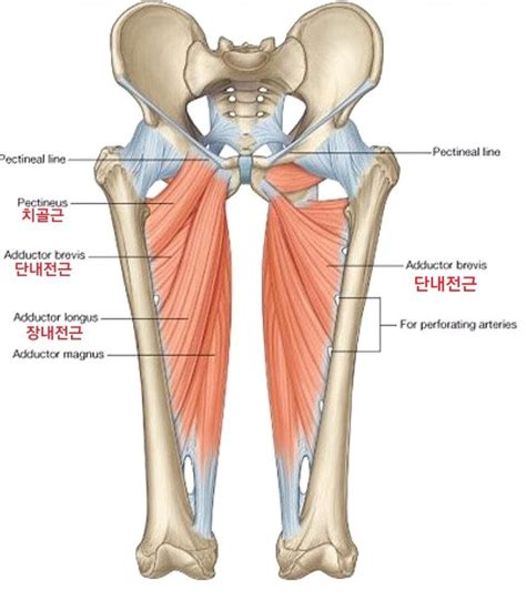 단내전근&장내전근 (Adductor brevis & Adductor longus) 해부학/ 내전근 운동법, 내전근 운동으로 ...