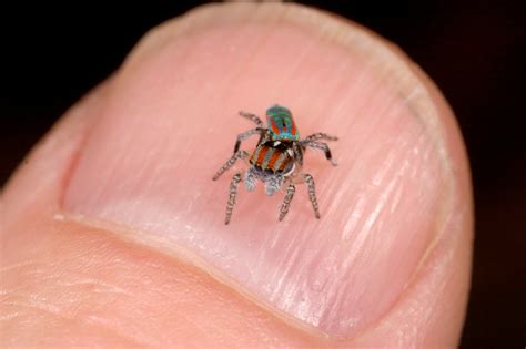 _MG_8696 peacock spider Maratus volans | Australian peacock … | Flickr