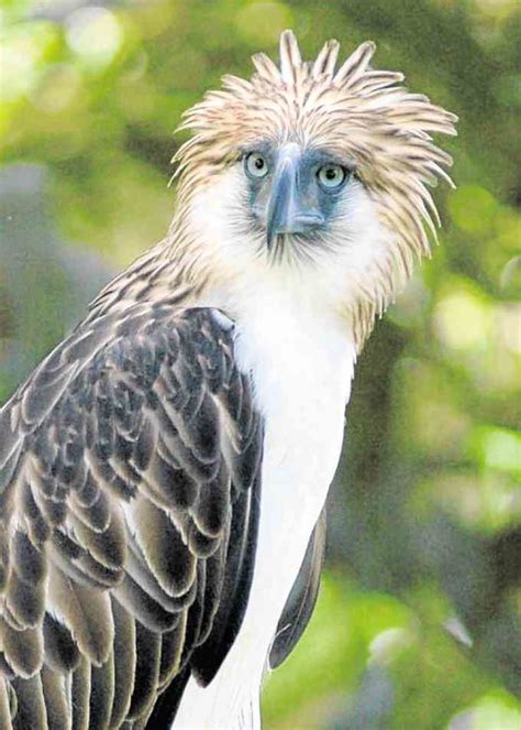 Philippine Eagle 101 | Inquirer News