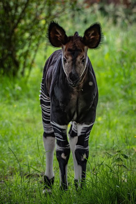 A rare 'highly endangered' giraffe zebra hybrid has been born at ...