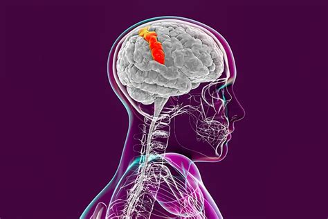 Somatosensory Cortex Function and Location