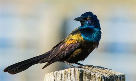 Common Grackle - A-Z Animals