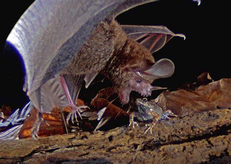 Frog-eating bats remember an annoying ringtone — for years