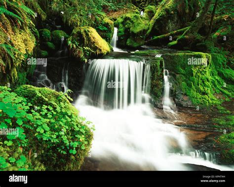 USA, Oregon, View of waterfall at Willamette National Forest (Large ...