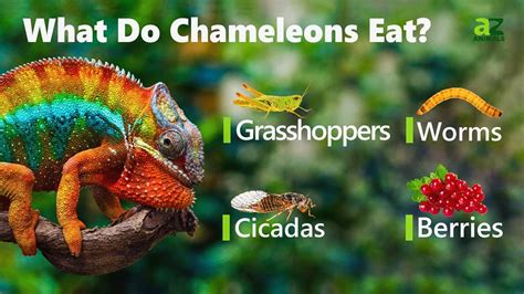 Chameleon Poop: Everything You've Ever Wanted To Know - A-Z Animals