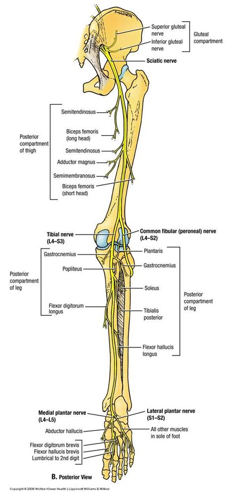 Leg Nerves Diagram