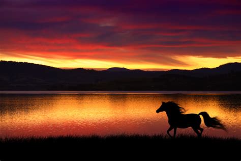 Sunset running horse HD picture free download