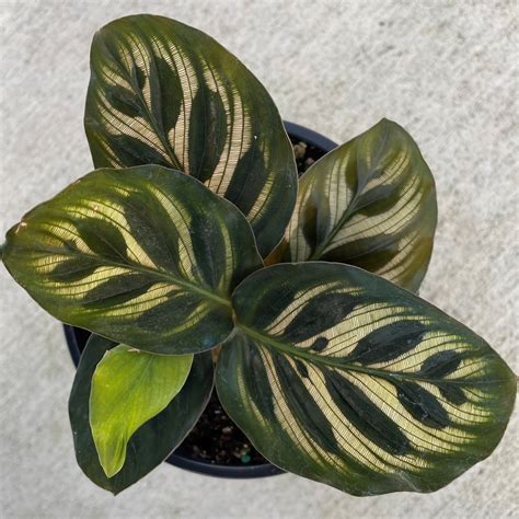 Calathea makoyana - Peacock Prayer Plant (4.5" Pot) | Little Prince To Go