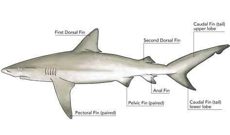 Shark Internal Diagram Showing The Evolution Of