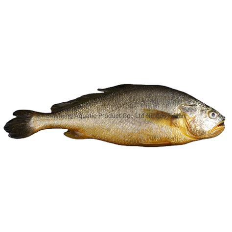 Frozen Yellow Croaker Fish High-Quality Whole Round Frozen Fish - China ...