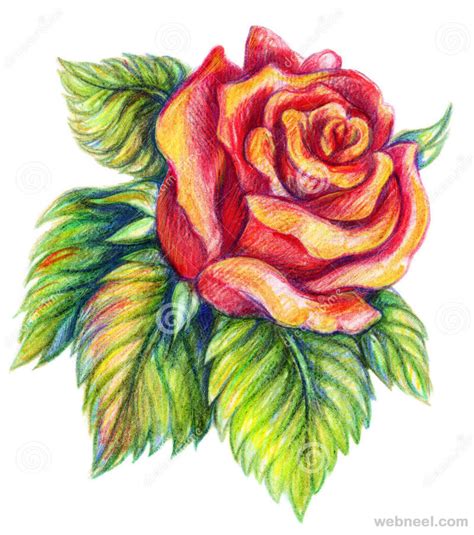 Flower Drawings Rose 21