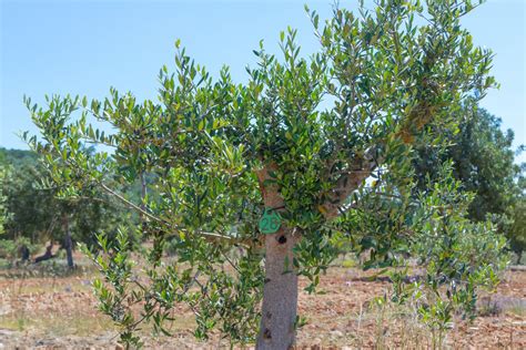 Top 9 Xylella Fastidiosa Symptoms You Should Know About